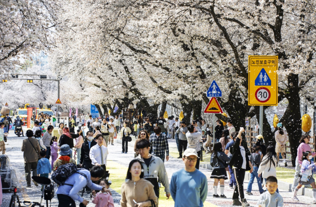 하회마을·낙동강변 축제장길·월영교…안동 어딜 가더라도 꽃길만 걸어요