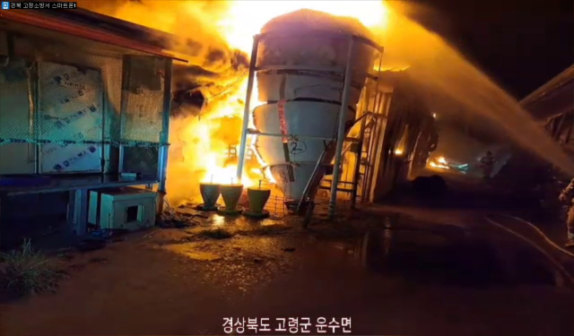 고령군 운수면 돈사 3개동 불에 타…돼지 1200마리 폐사