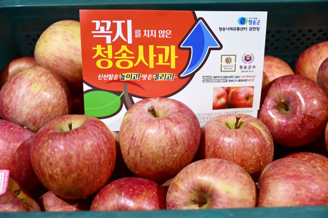 [살고 싶은, 일등 청송]<1>100년 역사, 대한민국 사과시장 이끌다