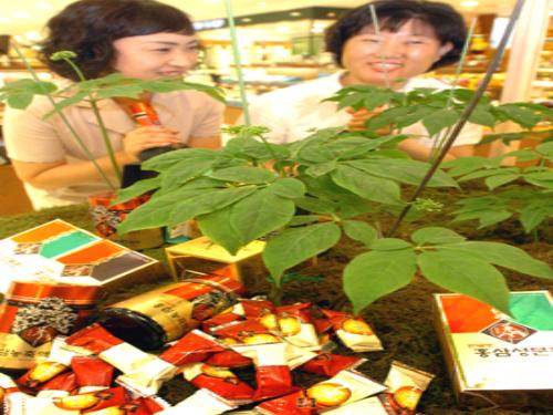 ‘홍삼’ 여름철 건강식품 인기