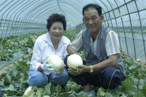 천안 수신멜론 본격 출하