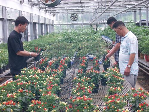 괴산청결고추분재 홍보대사 ‘톡톡’