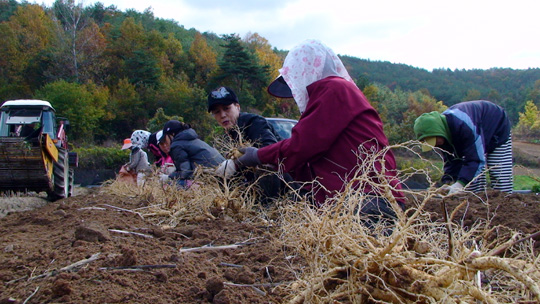 금산서 GAP인증 인삼 첫 채취출하