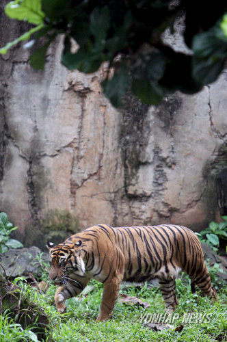 INDONESIA SUMATRAN TIGER