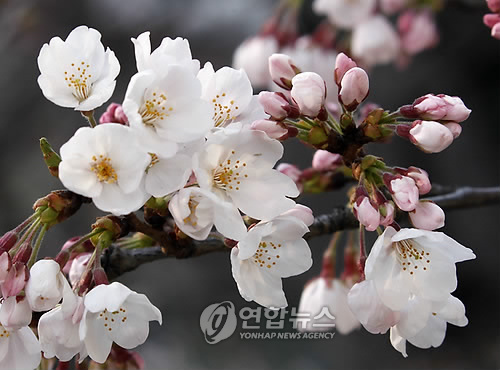 JAPAN CHERRY BLOSSOM