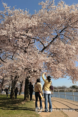 USA CHERRY BLOSSOM FESTIVAL