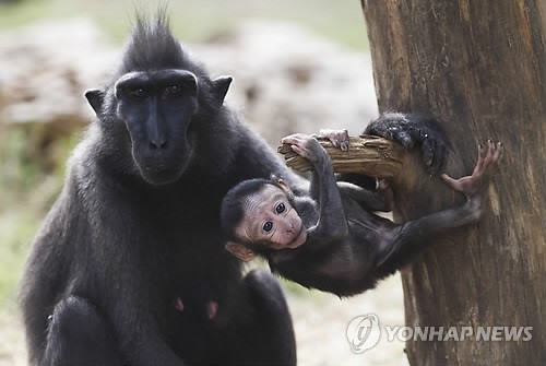 만든곳: 한국 네티즌본부 카페