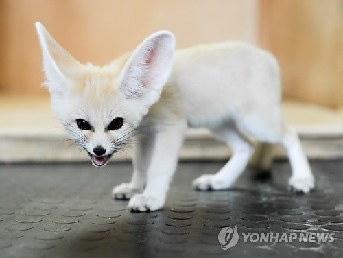 만든곳: 한국 네티즌본부 카페