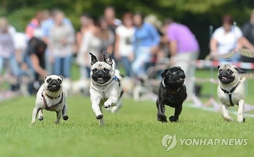 만든곳: Daum 카페: 한국 네티즌본부.