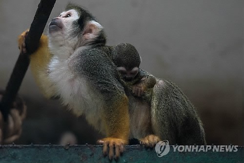 사진이 안보일 때→우측클릭→'사진보기' 클릭, OK. ☞작성: Daum카페: 한국 네티즌본부