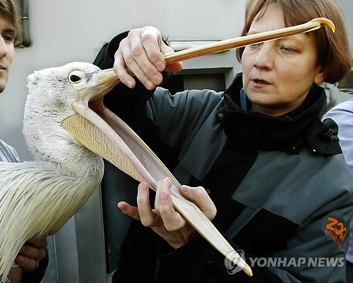 사진이 안보일 때→우측클릭→'사진보기' 클릭, OK. ☞작성: Daum카페: 한국 네티즌본부