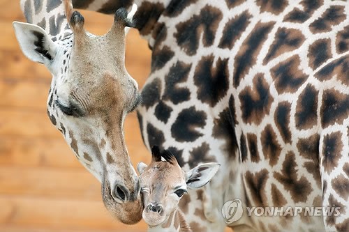 사진이 안보일 때→우측클릭→'사진보기' 클릭, OK. ☞작성: Daum카페: 한국 네티즌본부