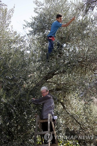 MIDEAST PALESTINIANS AGRICULTURE