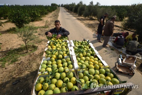 MIDEAST PALESTINIANS GAZA CITRUS HARVEST