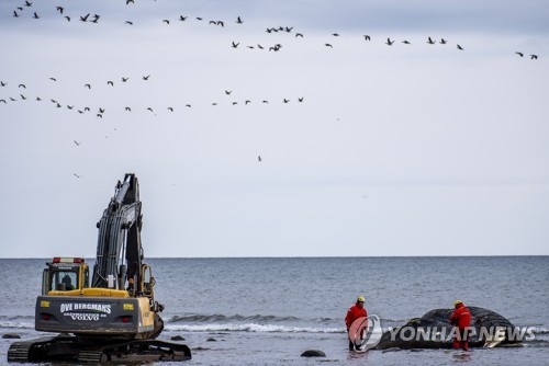 SWEDEN ANIMALS WHALE