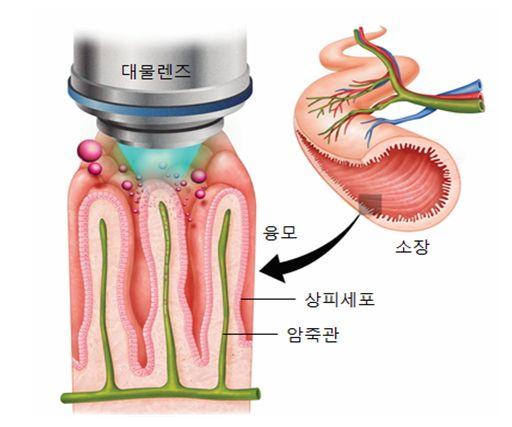 소장에서 지방산 흡수과정 고해상 촬영 성공