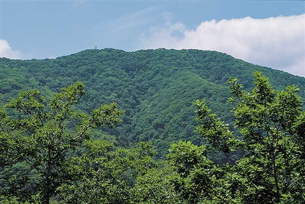 울진 통고산이 특별한 이유는 국가대표급 공기