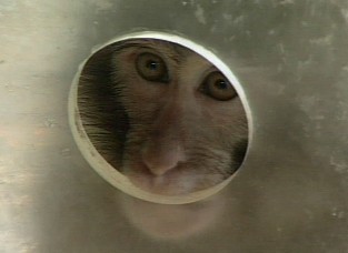 [사건파일] 해남 가학산 원숭이 생포