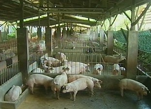 [수도권] 고유가 극복 신재생에너지 개발 추진