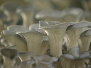 [수도권] 웰빙 잎새버섯 대량생산 길 열렸다
