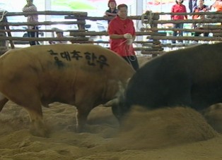 자존심 건 한미 소싸움 한판…한우가 이겼다