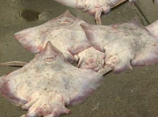 흑산도 홍어 대풍…이맘때 맛이 가장 좋아요
