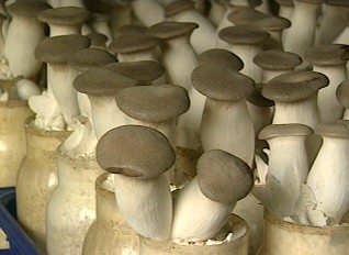 농민이 만든 유통회사…농촌 경쟁력 키운다