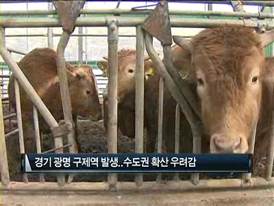 새해에도 멈추지 않는 구제역…충남·강원 영동 확산