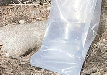 신비의 약수…백운산 고로쇠 수액 채취 시작