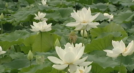 [수도권] 남양주 연꽃마을 우리 모두 사장님