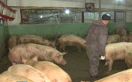 양돈농가들 돼지 출하 중단 선언…삼겹살값 오르나