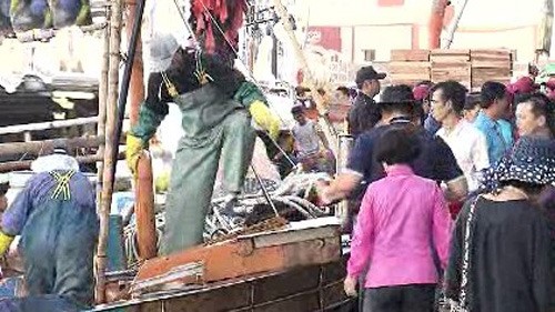 [제주] 제주연안, 갈치 대풍…위판장도 활기