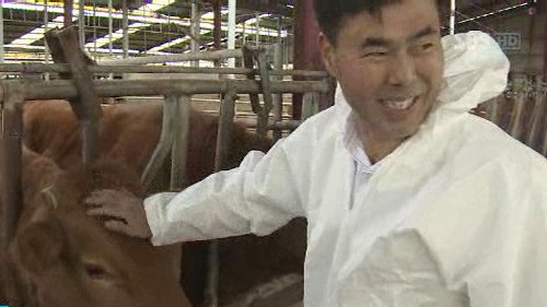 한우 1마리에 7천만 원…품종 개량이 살 길