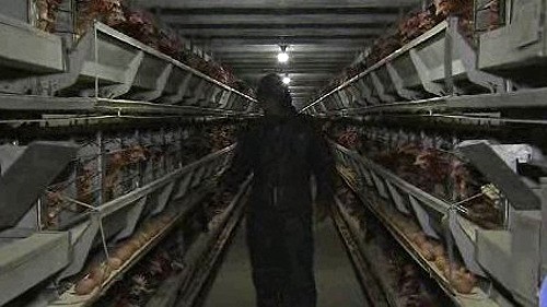 충청남도, 11일부터 2주간 AI 특별검사 실시