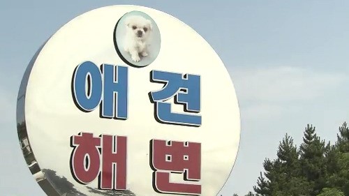 동해안에 국내 첫 애견 전용 해변…휴가철 인기
