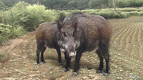 10km 바다 헤엄쳐 온 멧돼지들…섬마을 공포
