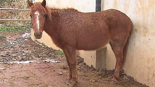 포기하지 않는 근성…다시 뛰는 제주 조랑말