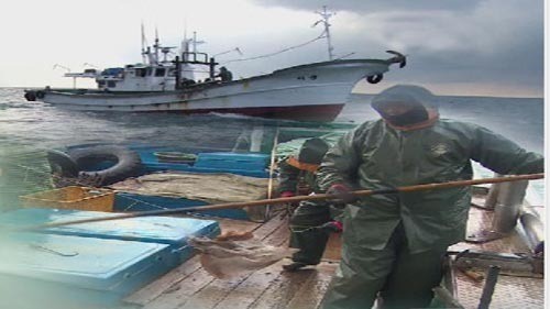 흑산도 앞바다 20년 만의 홍어 풍년…섬 들썩