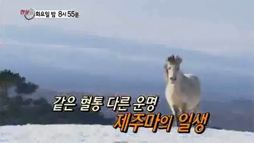 [현장21] 한라산 중턱 토종 조랑말이…말 산업 실효성은?