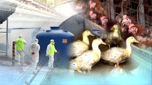 AI 살처분 닭·오리 1천만 마리 넘어…역대 최다