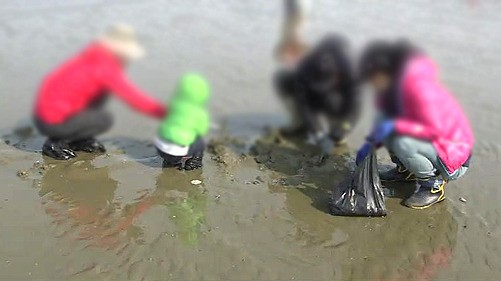 변산반도 갯벌에서 조개 채취했다간…과태료 부과
