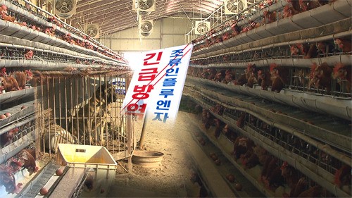 대구 농가 AI 양성 반응…횡성 농가서 거위 입식