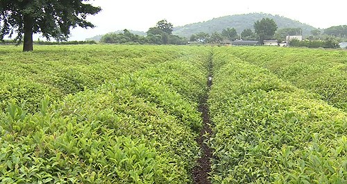 [광주] 없어서 못 팔아…보성녹차 제 2의 전성기
