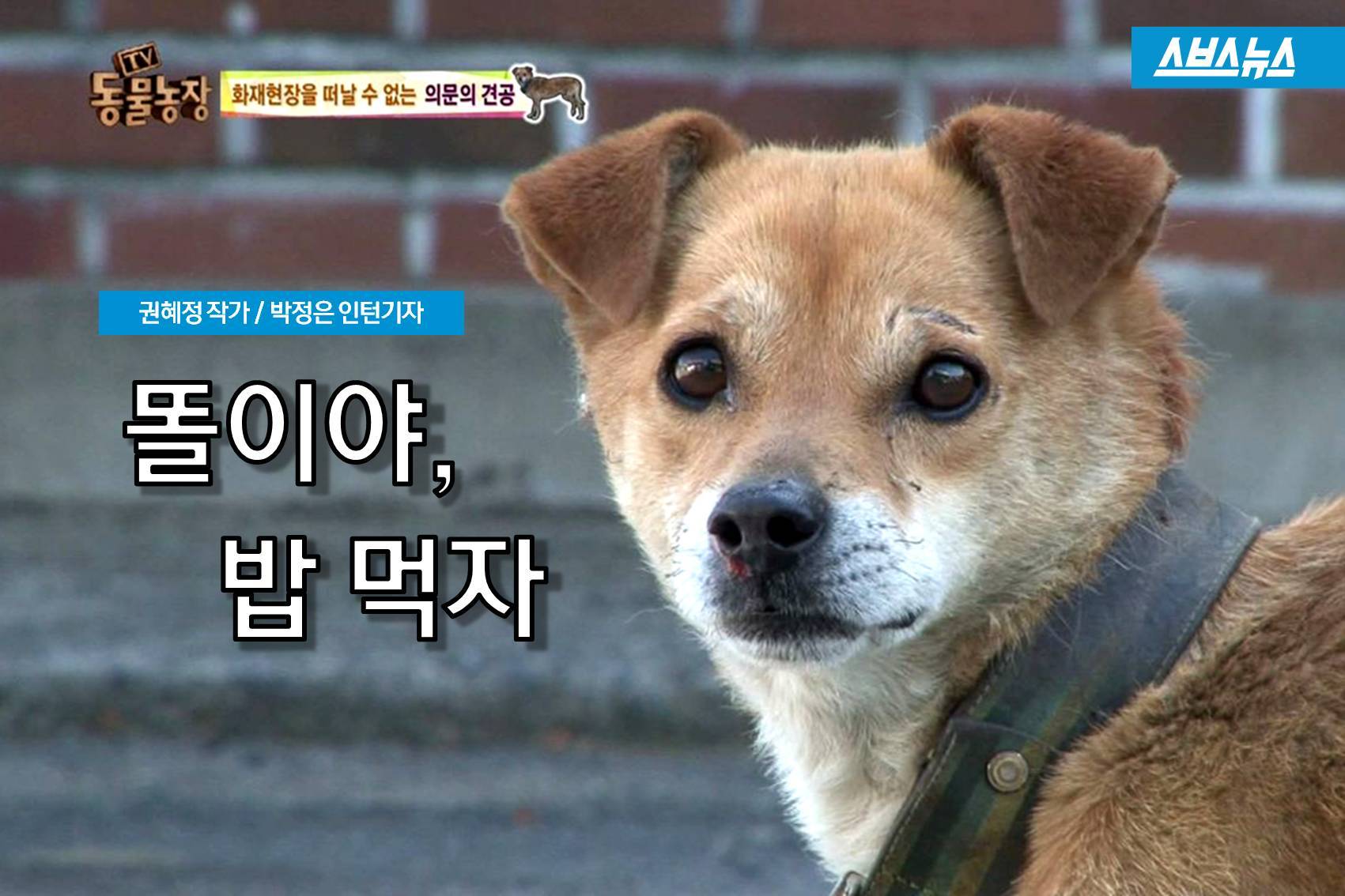 [스브스뉴스]폐허로 변한 집에서 주인 기다리는 강아지…안타까운 사연