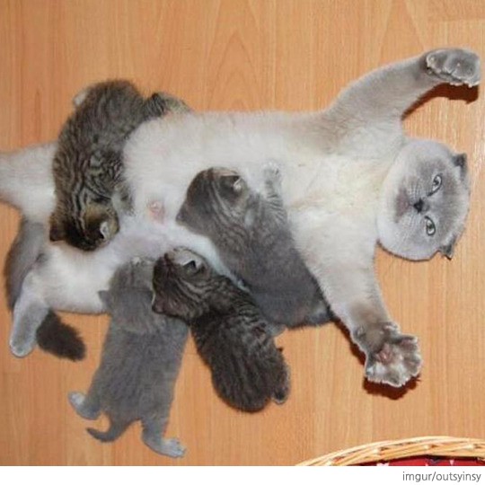 catmom2007_99_20150722090308.jpg?type=w5