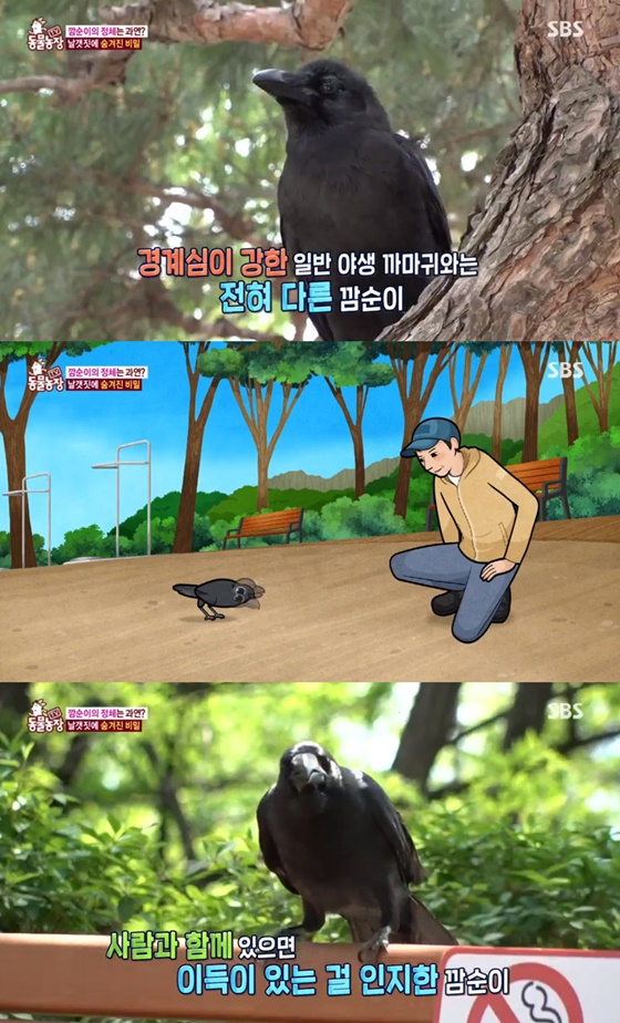 동물농장 야생조류 깜순이가 사람들 속에서 지내는 사연