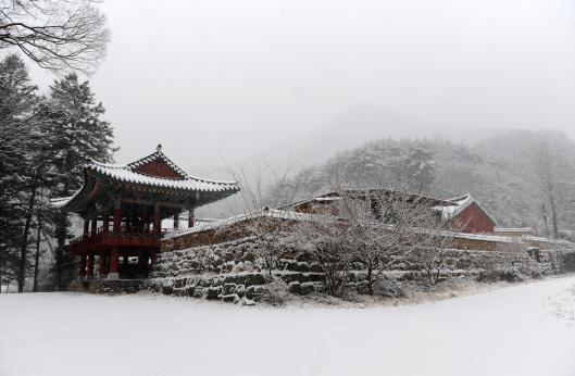 금산(金山) 인삼 향기에 취하다
