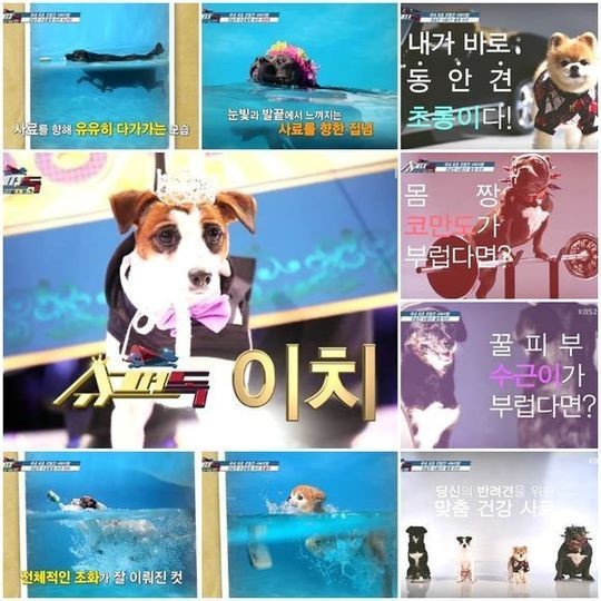 [어저께TV] ‘슈퍼독’, 천재견 이치의 승리..무리 없는 ‘종영’