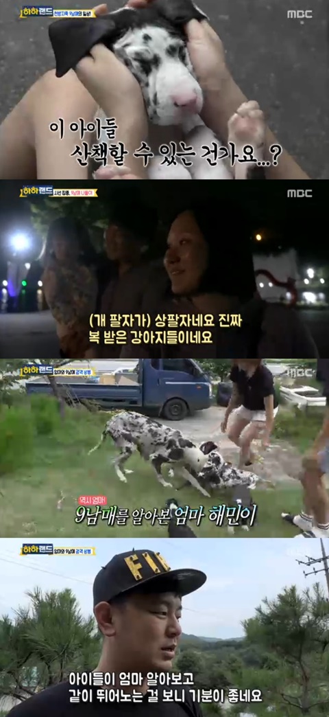 [어저께TV] 하하랜드 9남매와 어미개의 만남, 재미·감동 다 잡았다