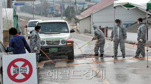 <포토뉴스> 강화 구제역 의심 소 발견 차량방역